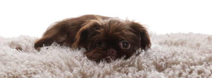 Photo of Cute Griffon puppy on rug against white background