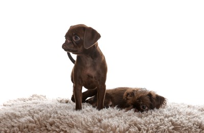 Photo of Cute Griffon puppies on rug against white background
