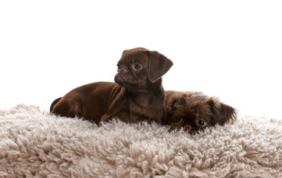 Photo of Cute Griffon puppies on rug against white background