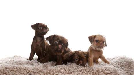 Photo of Cute Griffon puppies on rug against white background