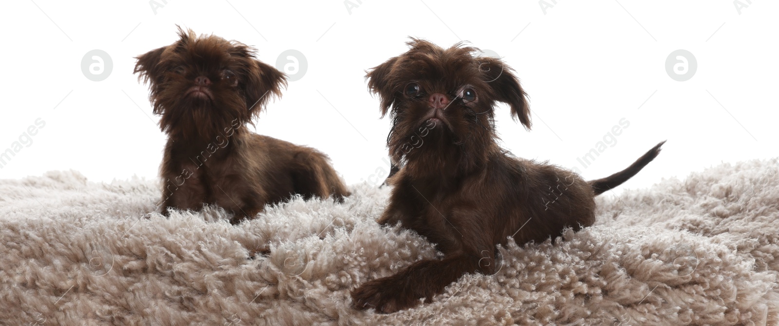 Cute Griffon puppies on rug against white background Photo of Cute Griffon puppies on rug against white background