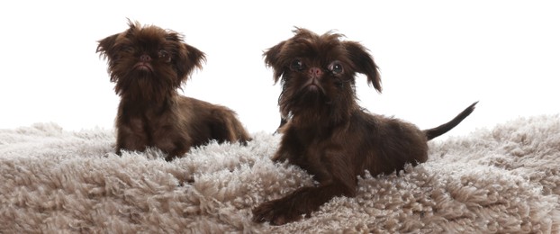 Photo of Cute Griffon puppies on rug against white background