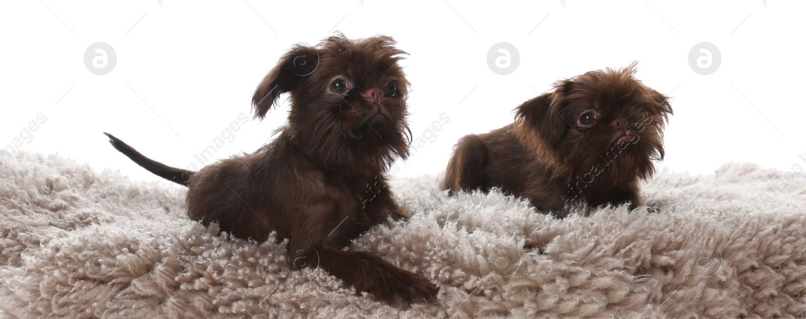 Cute Griffon puppies on rug against white background Photo of Cute Griffon puppies on rug against white background