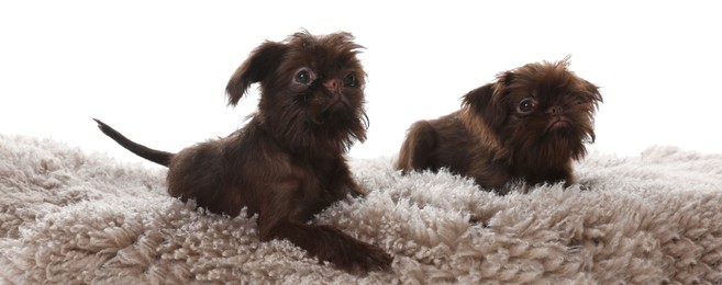 Photo of Cute Griffon puppies on rug against white background