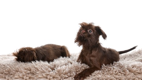 Photo of Cute Griffon puppies on rug against white background