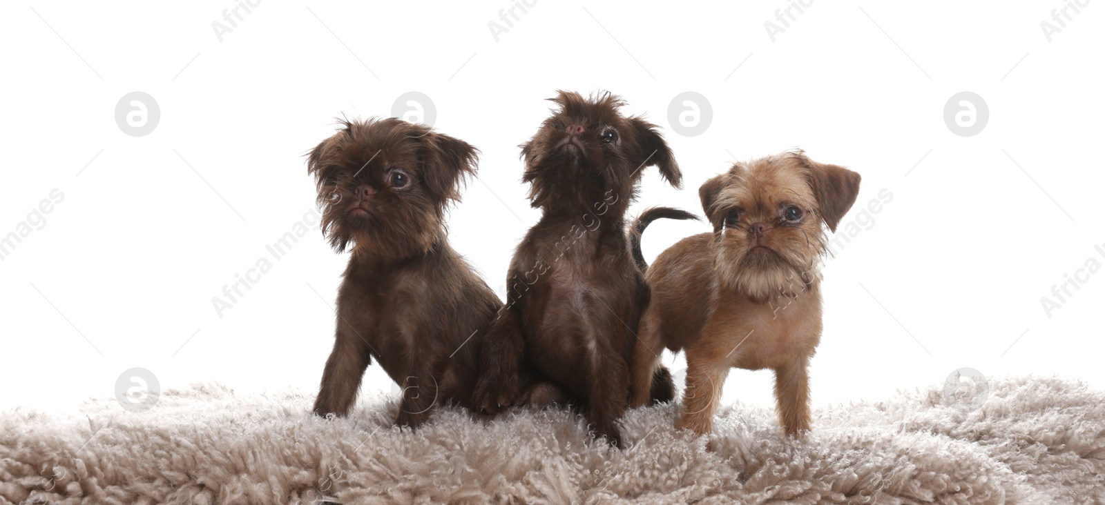 Cute Brussels Griffon puppies on rug against white background Photo of Cute Brussels Griffon puppies on rug against white background