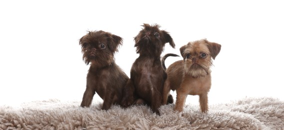 Photo of Cute Brussels Griffon puppies on rug against white background