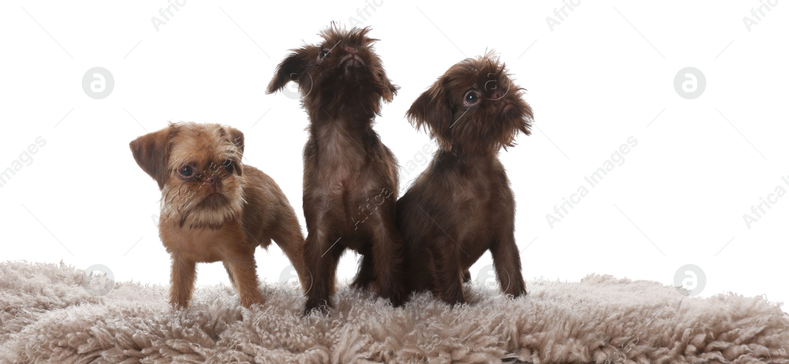 Cute Brussels Griffon puppies on rug against white background Photo of Cute Brussels Griffon puppies on rug against white background