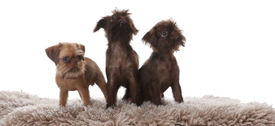 Photo of Cute Brussels Griffon puppies on rug against white background