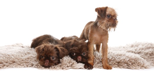 Photo of Cute Brussels Griffon puppies on rug against white background