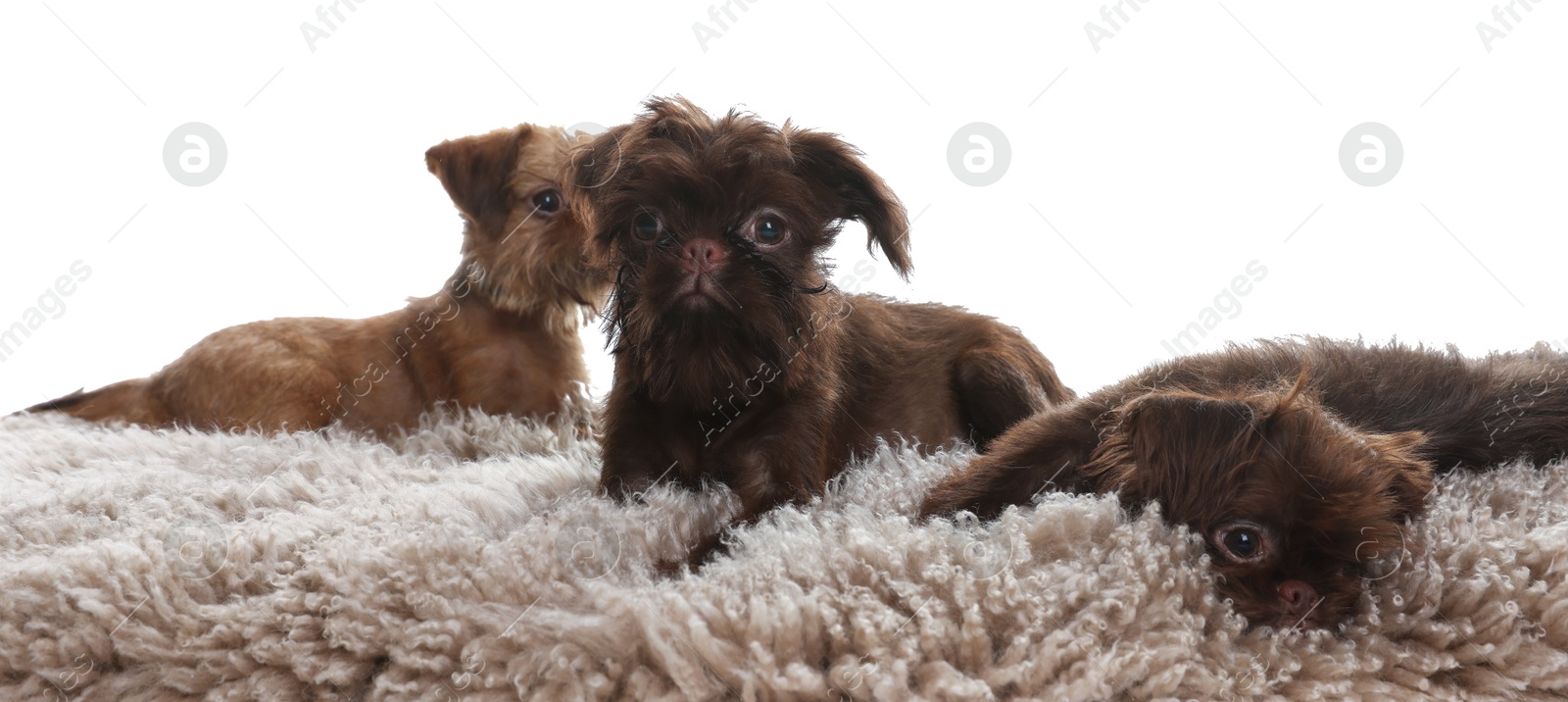Cute Brussels Griffon puppies on rug against white background Photo of Cute Brussels Griffon puppies on rug against white background