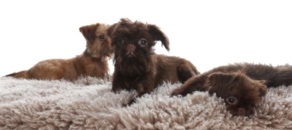 Photo of Cute Brussels Griffon puppies on rug against white background
