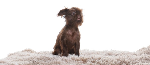 Photo of Cute Griffon puppy on rug against white background