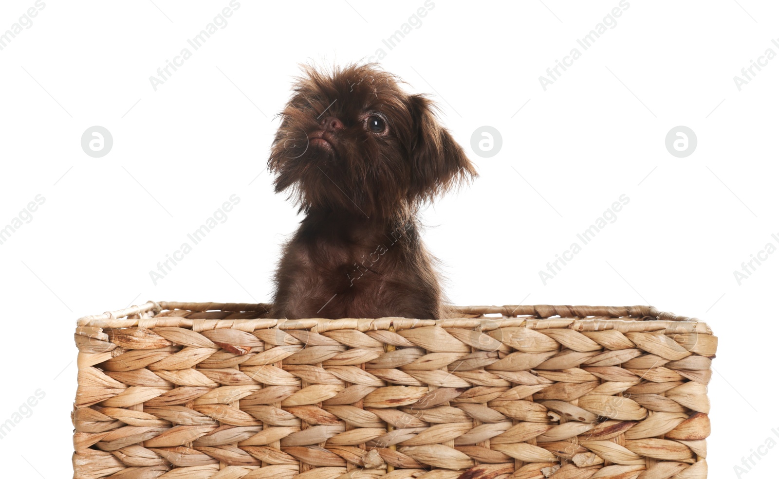 Cute Griffon puppy in wicker basket on white background Photo of Cute Griffon puppy in wicker basket on white background