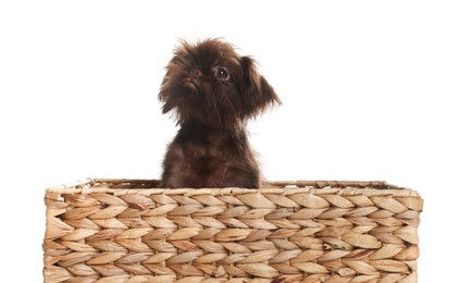 Photo of Cute Griffon puppy in wicker basket on white background
