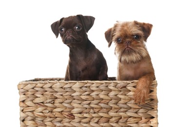 Photo of Cute Griffon puppies in wicker basket on white background