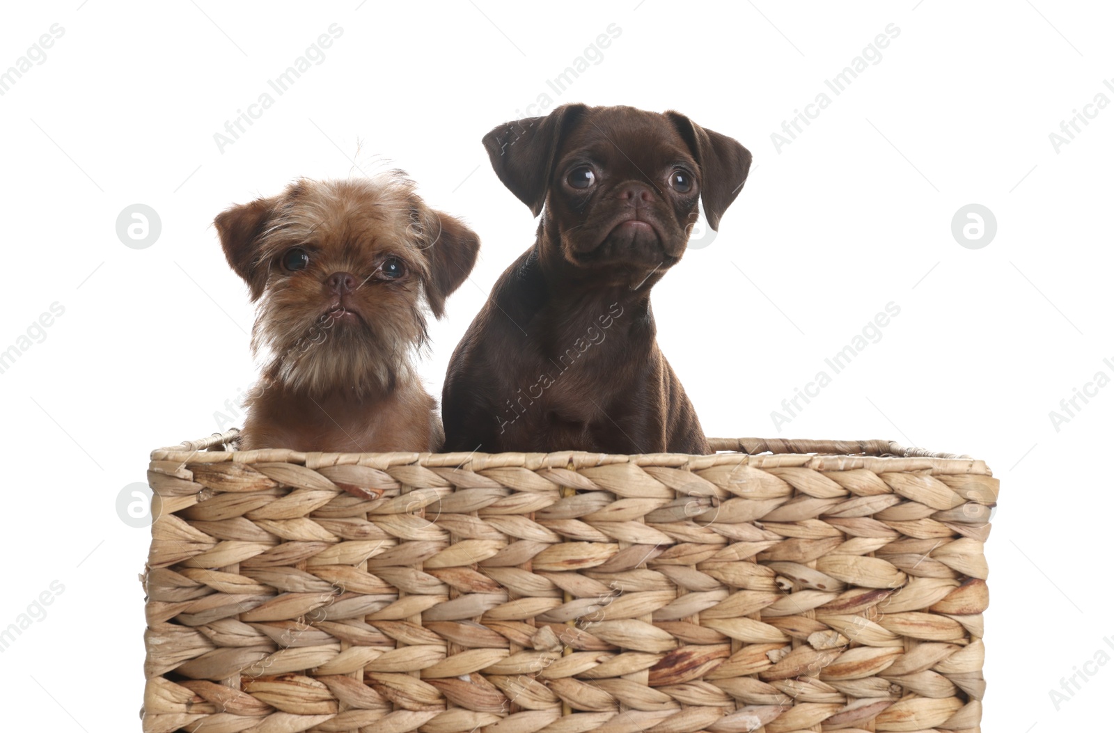 Cute Griffon puppies in wicker basket on white background Photo of Cute Griffon puppies in wicker basket on white background