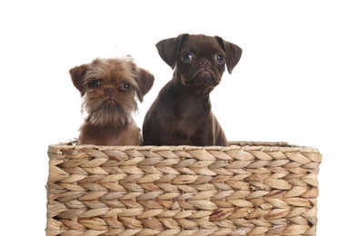 Photo of Cute Griffon puppies in wicker basket on white background