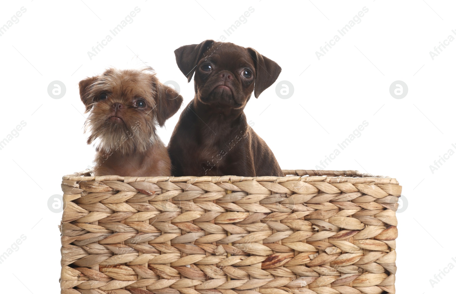 Cute Griffon puppies in wicker basket on white background Photo of Cute Griffon puppies in wicker basket on white background