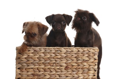 Photo of Cute Griffon puppies in wicker basket on white background