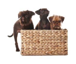 Photo of Cute Griffon puppies in wicker basket on white background