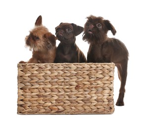 Photo of Cute Griffon puppies in wicker basket on white background