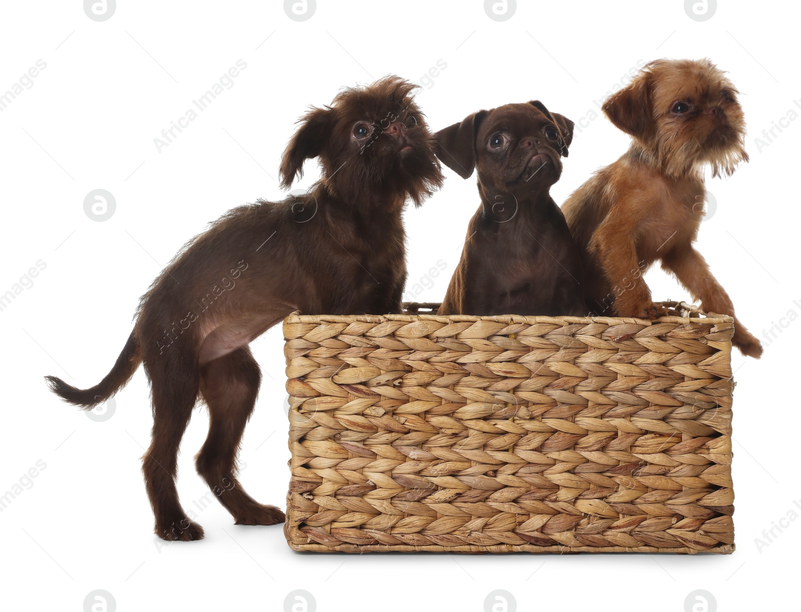 Cute Griffon puppies in wicker basket on white background Photo of Cute Griffon puppies in wicker basket on white background