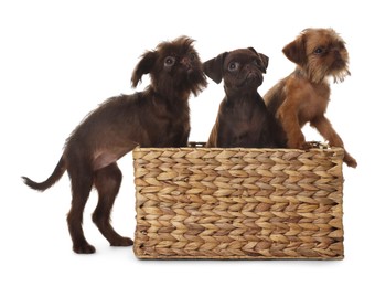 Photo of Cute Griffon puppies in wicker basket on white background