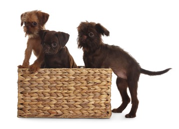 Photo of Cute Griffon puppies in wicker basket on white background