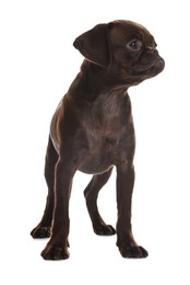 Photo of Cute Brabancon Griffon puppy on white background