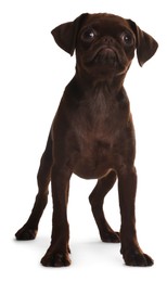 Photo of Cute Brabancon Griffon puppy on white background