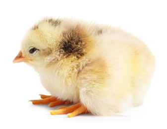 Photo of One cute fluffy chick on white background