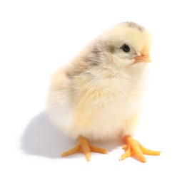 Photo of One cute fluffy chick on white background