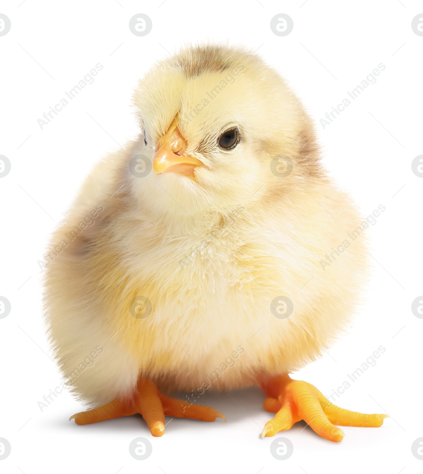 One cute fluffy chick on white background Photo of One cute fluffy chick on white background