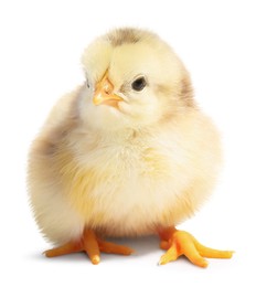 Photo of One cute fluffy chick on white background