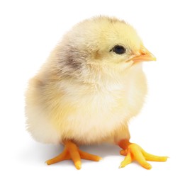 Photo of One cute fluffy chick on white background
