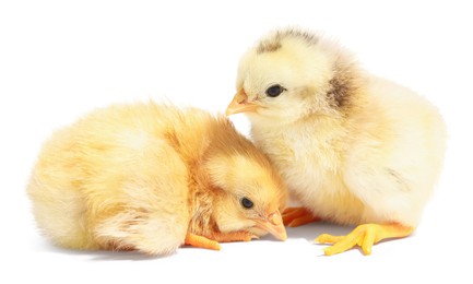 Photo of Two cute fluffy chicks on white background