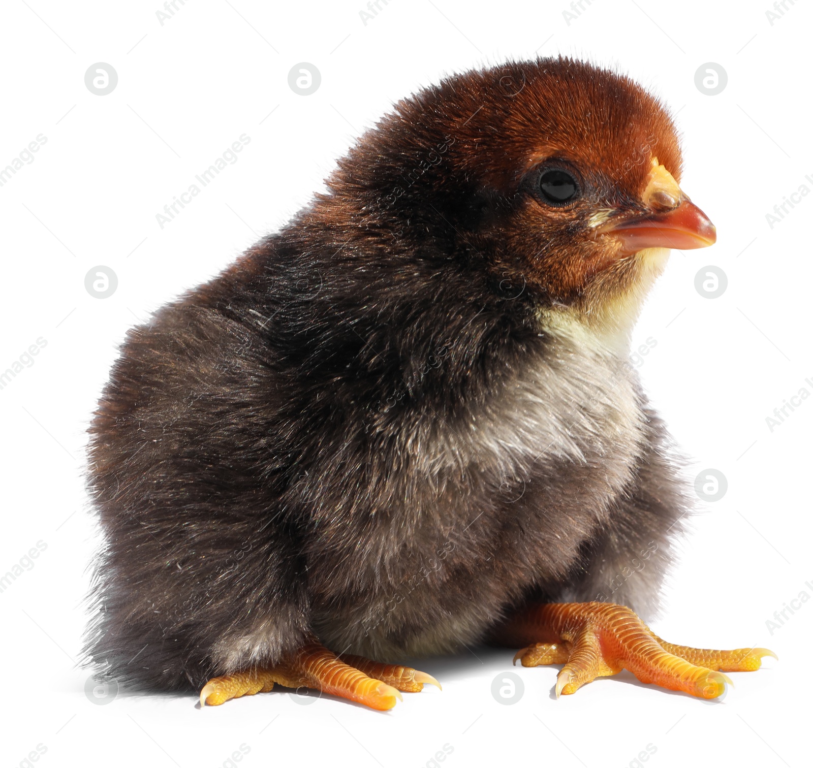 One cute fluffy chick on white background Photo of One cute fluffy chick on white background