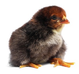 Photo of One cute fluffy chick on white background