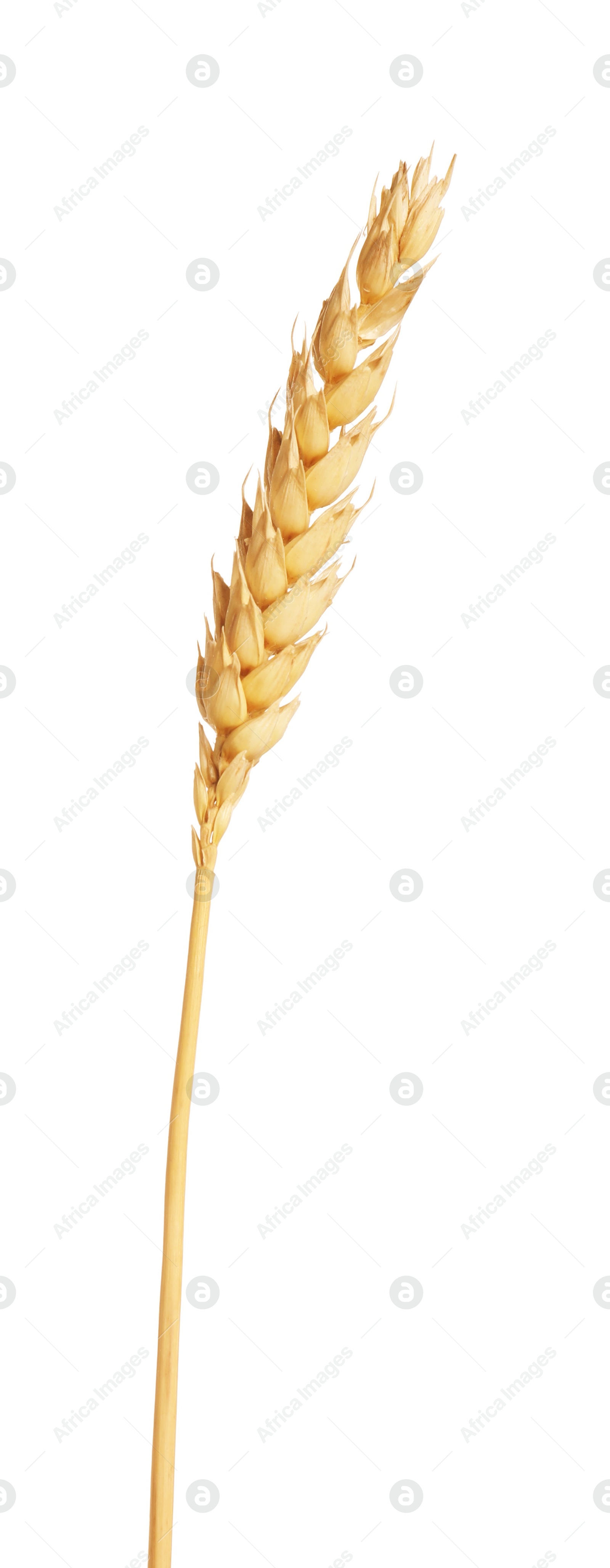 Photo of One golden wheat ear isolated on white