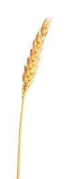 Photo of One golden wheat ear isolated on white