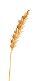 Photo of One golden wheat ear isolated on white
