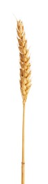 Photo of One golden wheat ear isolated on white