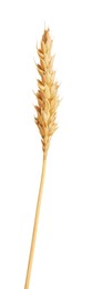 Photo of One golden wheat ear isolated on white