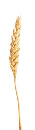 Photo of One golden wheat ear isolated on white