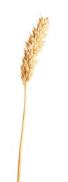 Photo of One golden wheat ear isolated on white