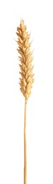 Photo of One golden wheat ear isolated on white