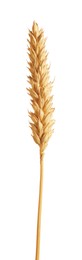 Photo of One golden wheat ear isolated on white