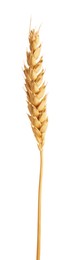 Photo of One golden wheat ear isolated on white