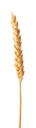 Photo of One golden wheat ear isolated on white